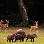 Geweldig Natuurhuisje Op De Veluwe Met Sauna En Tuin Vp001 Putten