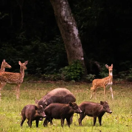 Geweldig Natuurhuisje Met Sauna Bij Veluwe Vp001 Putten