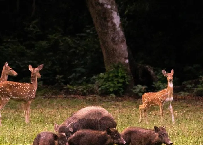 Geweldig Natuurhuisje Met Sauna Bij Veluwe Vp001 Putten